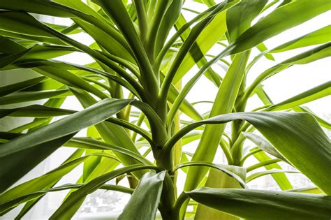 yucca plant indoors